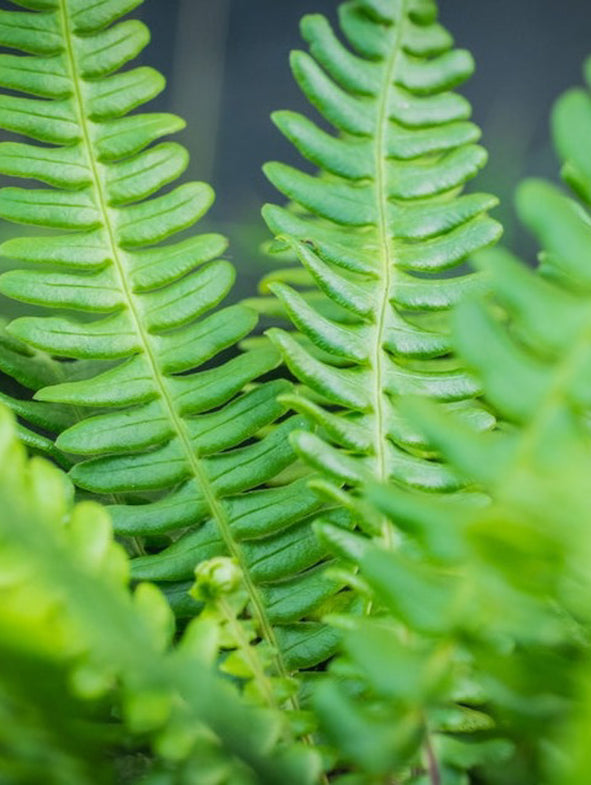 Blechnum spicant is a great evergreen fern for your garden.